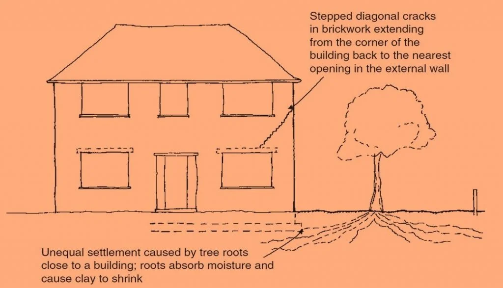 تأثير جذور الأشجار على البناء